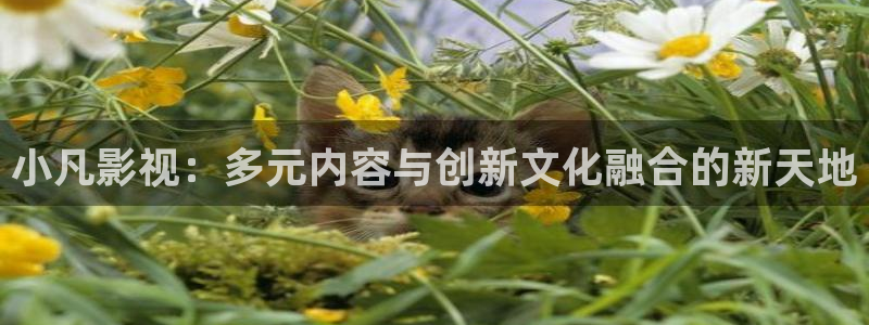 4k影城：小凡影视：多元内容与创新文化融合的新天地